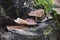 Gymnopus ocior mushroom