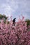 Gymnorhina tibicen Bird on pink flowers tree