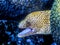 Gymnothorax miliaris, goldentail moray