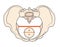 Gynecoid Pelvis Shape with Round / Circular shape