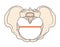 Gynecoid Pelvis Shape with Round / Circular shape