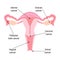 Gynecological Cancer Awareness Month infographic. Main types of cancer cervical, ovarian, uterine, vaginal and vulvar in woman