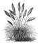 Gynerium silver Gynerium argenteum or pampas grass vintage engraving