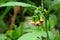 Gynura crepidioides plant and the buds