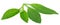 Gynura procumbens known as longevity spinach