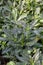 Gynura pseudochina plants