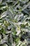 Gynura pseudochina plants