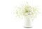 Gypsophila (Baby\'s-breath flowers), light, airy masses of small white flowers, process high key.