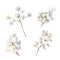 A gypsophila branch hand drawn in watercolor isolated on a white background. Vintage little white flowers bouquet