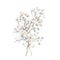 A gypsophila branch hand drawn in watercolor isolated on a white background. Vintage little white flowers bouquet