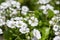 Gypsophila cerastoides ground covering white flowers in bloom, beautiful petal creeping flowering Chickweed Babys breath plant
