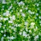 Gypsophila flower