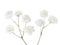 Gypsophila isolated on white background