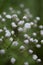 Gypsophila paniculata wallpaper,White little flowers with green background ,close up flowers,macro imagine