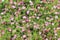 Gypsophila pink flowers