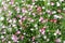 Gypsophila pink flowers background