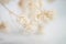 Gypsophila romantic wedding dry flowers bokeh bouquet on white natural blur background macro