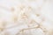 Gypsophila romantic wedding dry flowers elegant blooming bouquet on white natural bokeh background macro