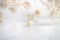 Gypsophila romantic wedding dry flowers with place for text on white natural blur background macro