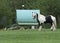 Gypsy Caravan with Horse