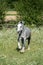 Gypsy Cob at canter