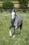 Gypsy Cob at canter