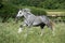 Gypsy Cob at canter