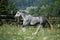 Gypsy Cob at canter