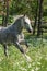 Gypsy Cob at canter