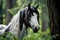 Gypsy Cob - United Kingdom