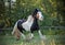 Gypsy horse