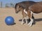 Gypsy mare and colt playing ball