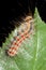 Gypsy moth / Lymantria dispar