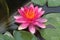 Gypsy Pink Waterlily