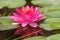 Gypsy Pink Waterlily