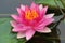 Gypsy Pink Waterlily