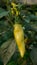 Gypsy Sweet Pepper Plants. Hungarian yellow wax sweet pepper (Capsicum annual). A healthy large pepper from the garden