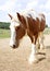 Gypsy Vanner Horse