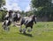 Gypsy Vanner horse herd