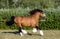 Gypsy Vanner Horse stallion galloping in evening forest