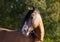 Gypsy Vanner Horse stallion portrait