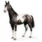Gypsy Vanner horse on a white background.