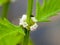 Gypsywort - detail of a flowering specimen