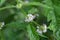 Gypsywort (Lycopus europaeus)