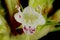 Gypsywort Lycopus europaeus. Flower Closeup