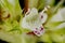 Gypsywort Lycopus europaeus. Flower Closeup