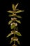 Gypsywort Lycopus europaeus. Inflorescence Closeup