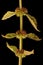 Gypsywort Lycopus europaeus. Infructescence Detail Closeup