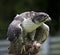 Gyr Falcon Falco Rusticolus