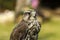 Gyr Saker Falcon